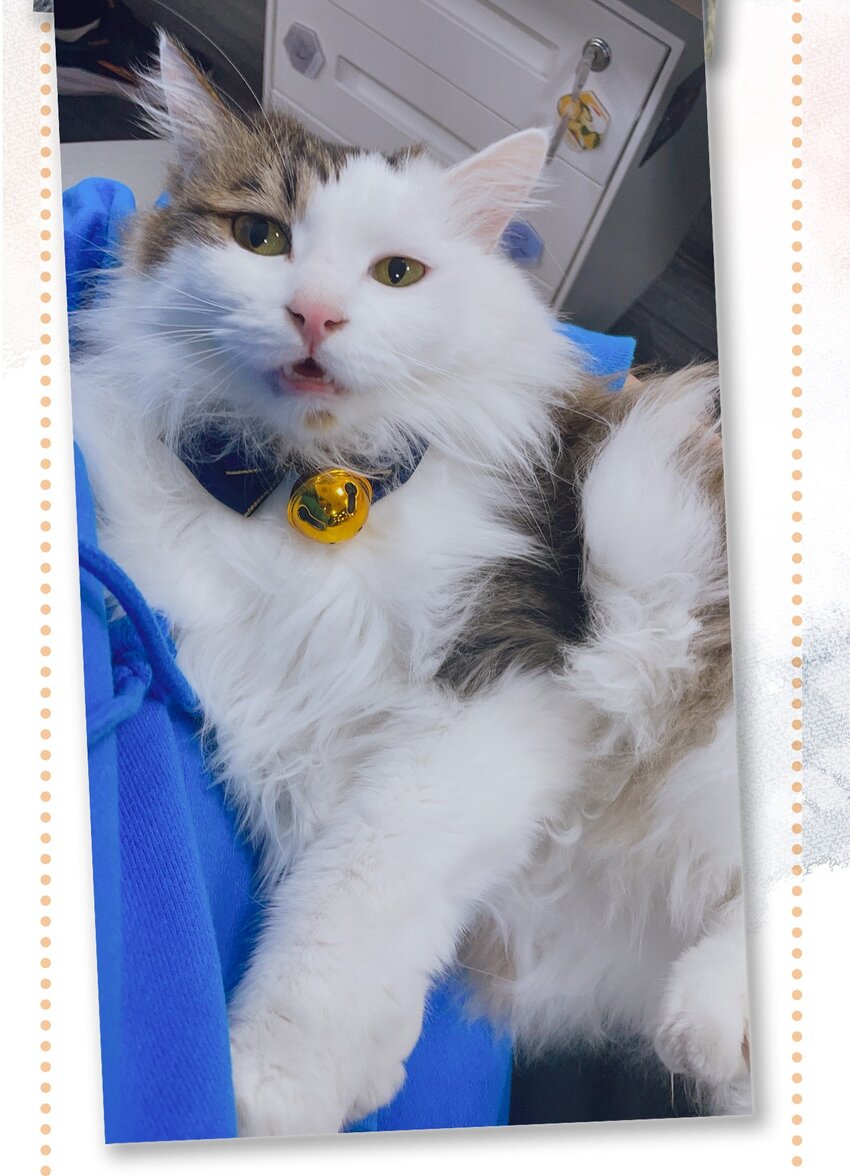 28 职场导师锅包又带出来的职场新猫！-第31话