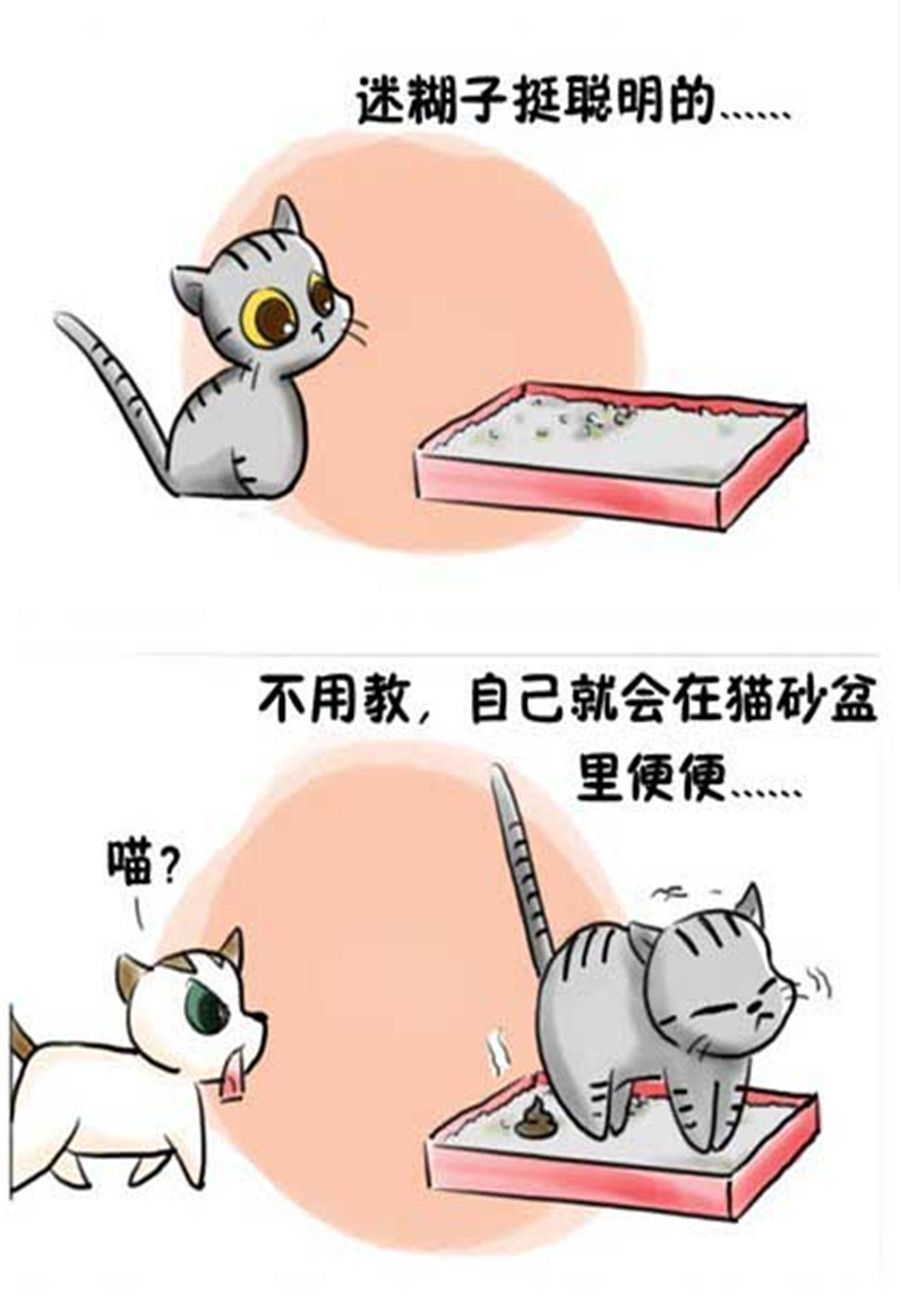 喵喵家族 第11集-第11话