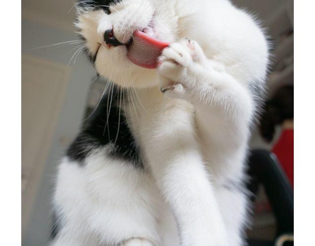 第15话 吃蛋-第15话