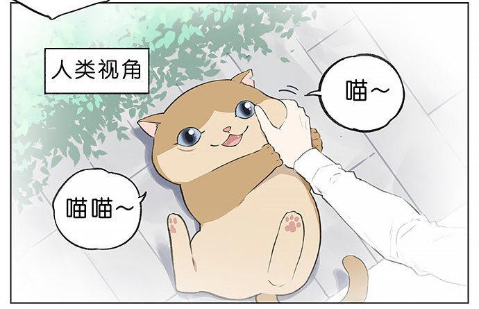 胖胖的猫。7