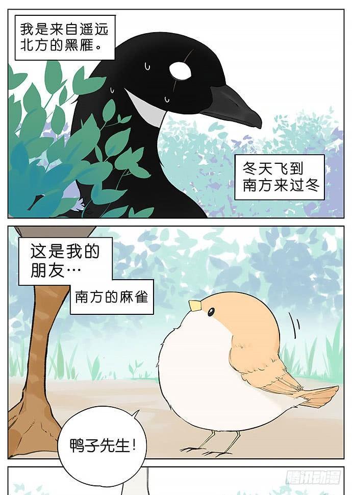 南方的鳥和北方的鳥 - 鴨子和鵝。 - 1