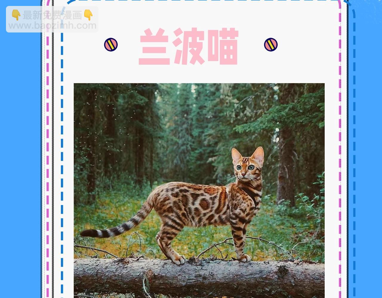 第43期 人鱼陷落的主角都是什么品种的猫（日更中）-第113话