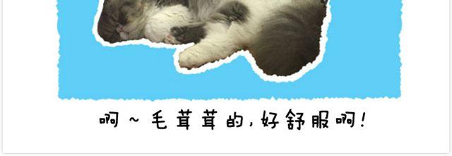 第20话 呆逼与猫-第21话