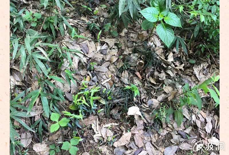 三味苏屋 - 第五十七期(2/2) - 4