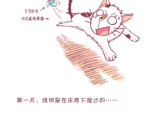燒餅的日常 - 第1話 中華田園貓的故事 - 3