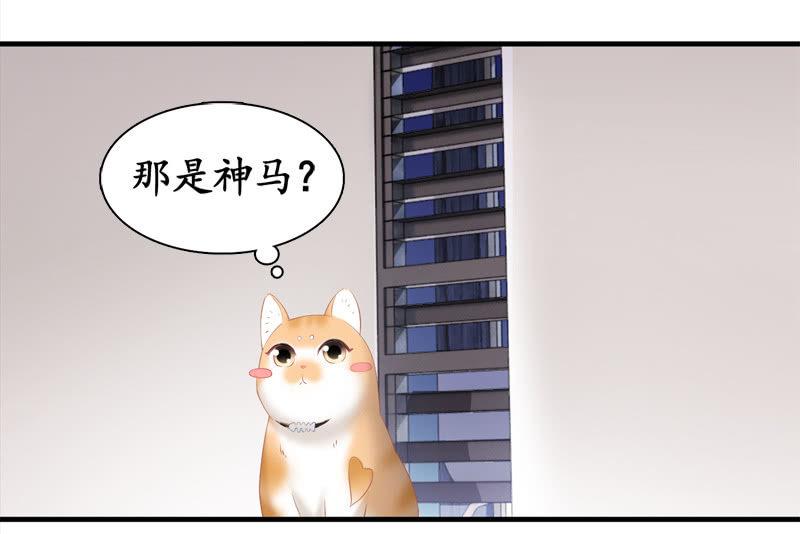 喵咪同伴出现啦~(1/2)-第15话