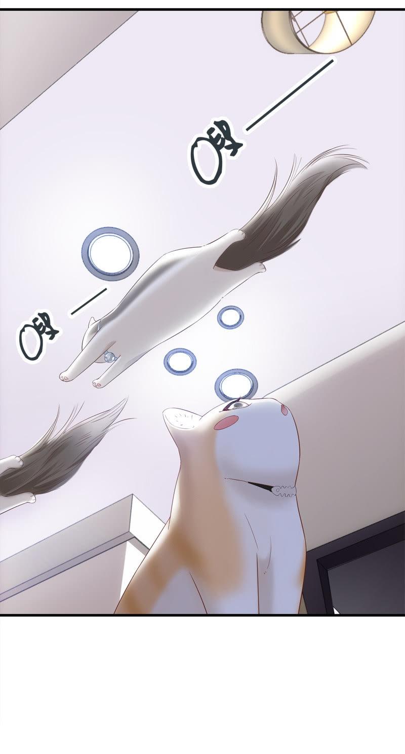 喵咪同伴出现啦~(1/2)-第15话