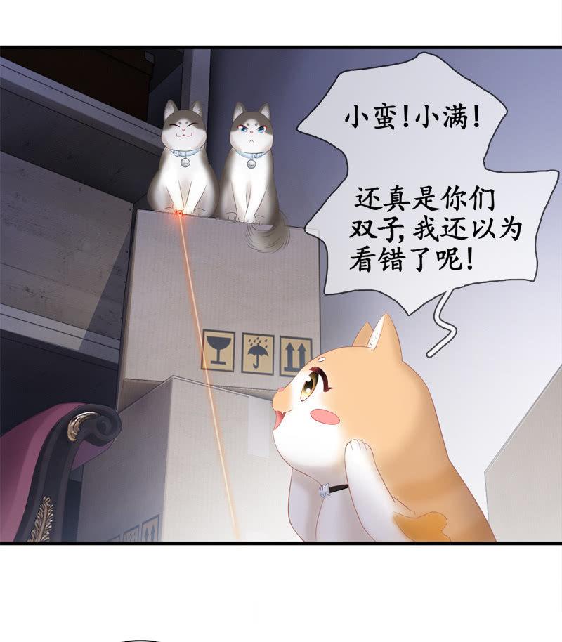 喵咪同伴出现啦~(1/2)-第15话