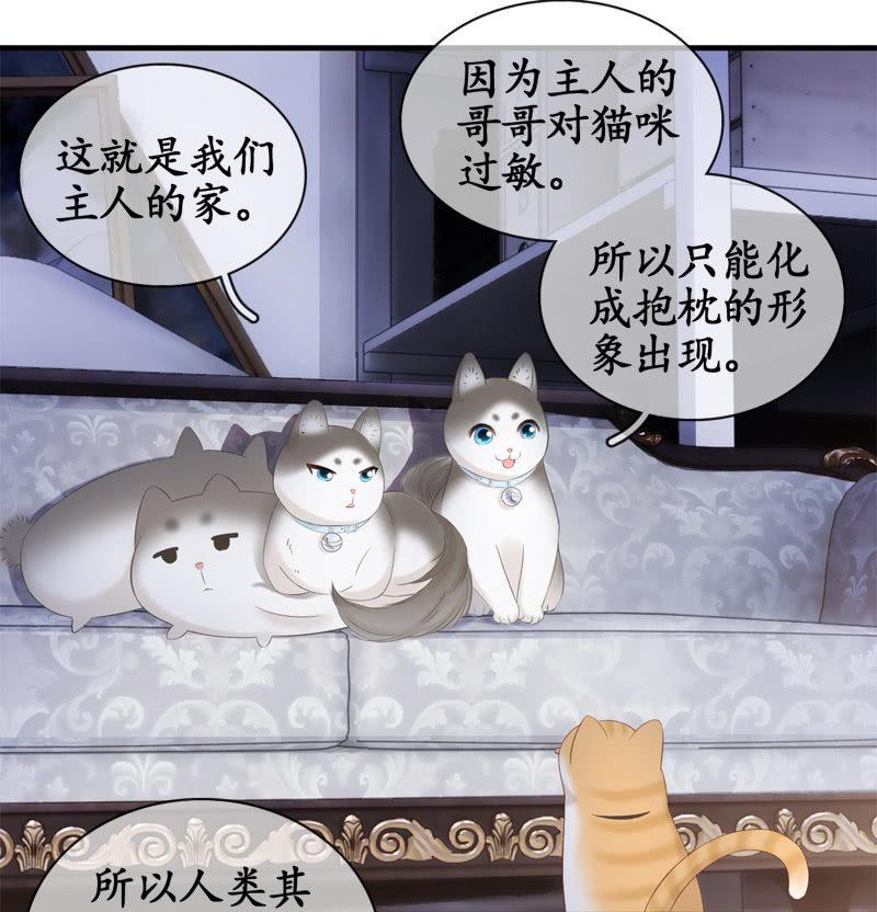 喵咪同伴出现啦~(1/2)-第15话