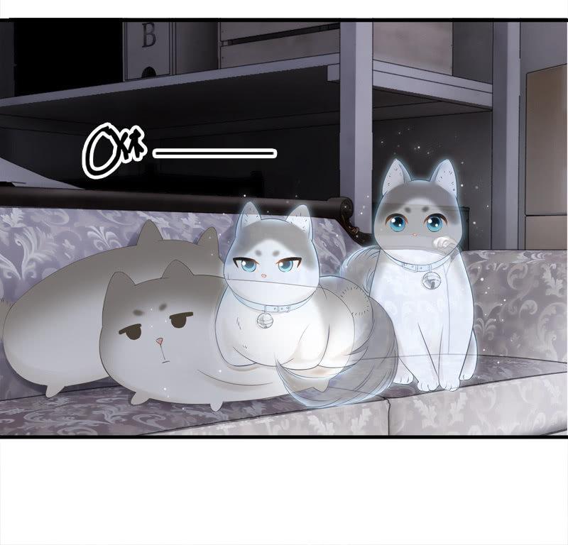 喵咪同伴出现啦~(1/2)-第15话