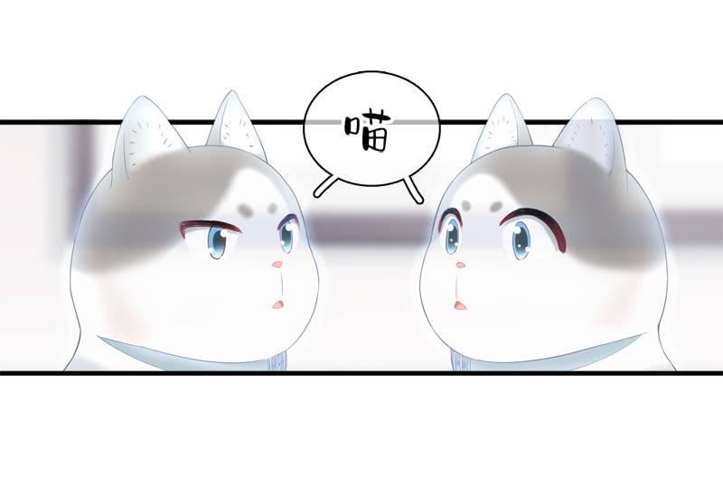 喵咪同伴出现啦~(1/2)-第15话