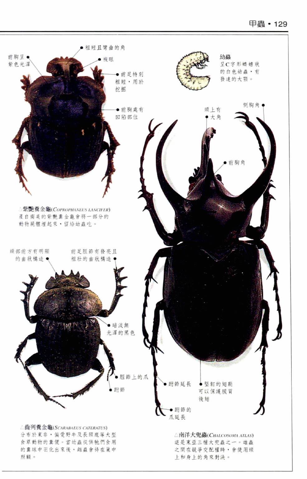 世界昆蟲圖鑑 - 全一卷(3/7) - 2