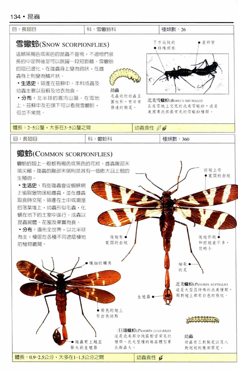 世界昆蟲圖鑑 - 全一卷(3/7) - 7