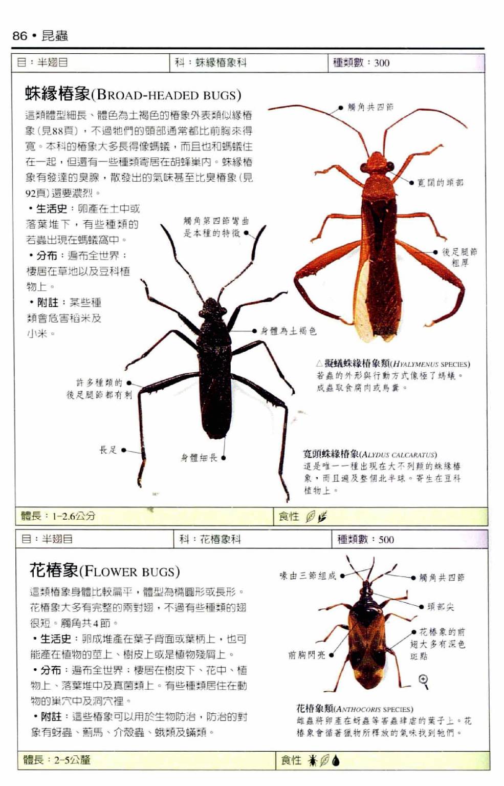 世界昆虫图鉴 - 全一卷(2/7) - 1