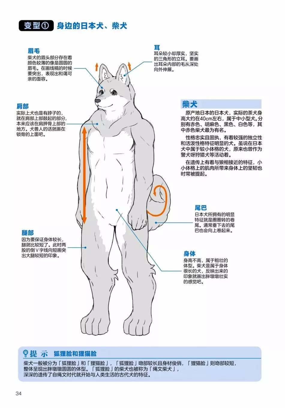 獸人的描繪方法 -從真實系獸人到抽象系獸人 - 陸上生物 犬獸人的描繪方法 - 2