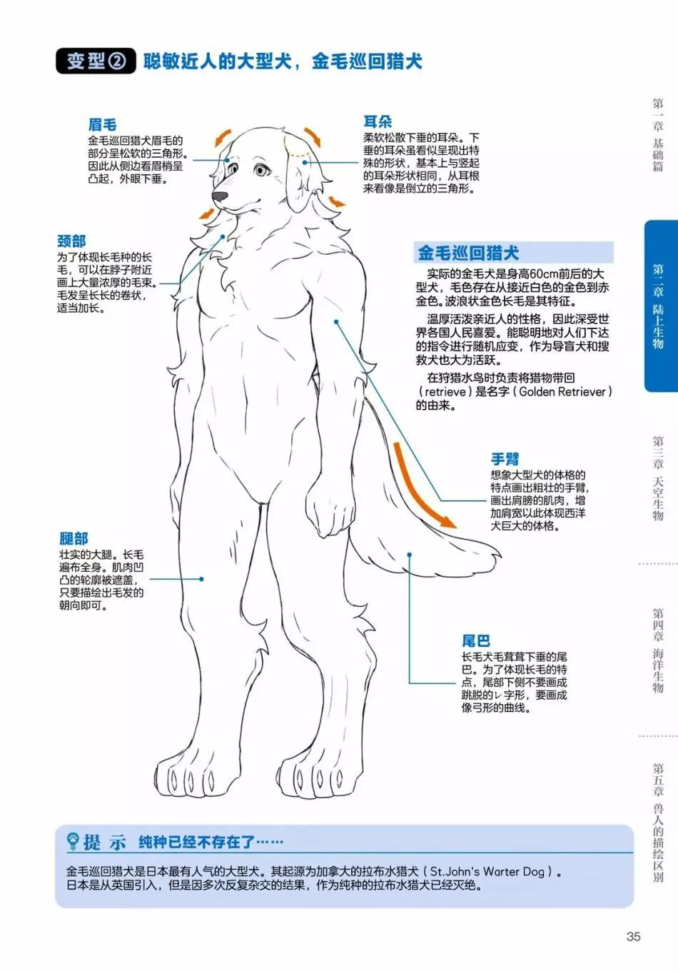 獸人的描繪方法 -從真實系獸人到抽象系獸人 - 陸上生物 犬獸人的描繪方法 - 3