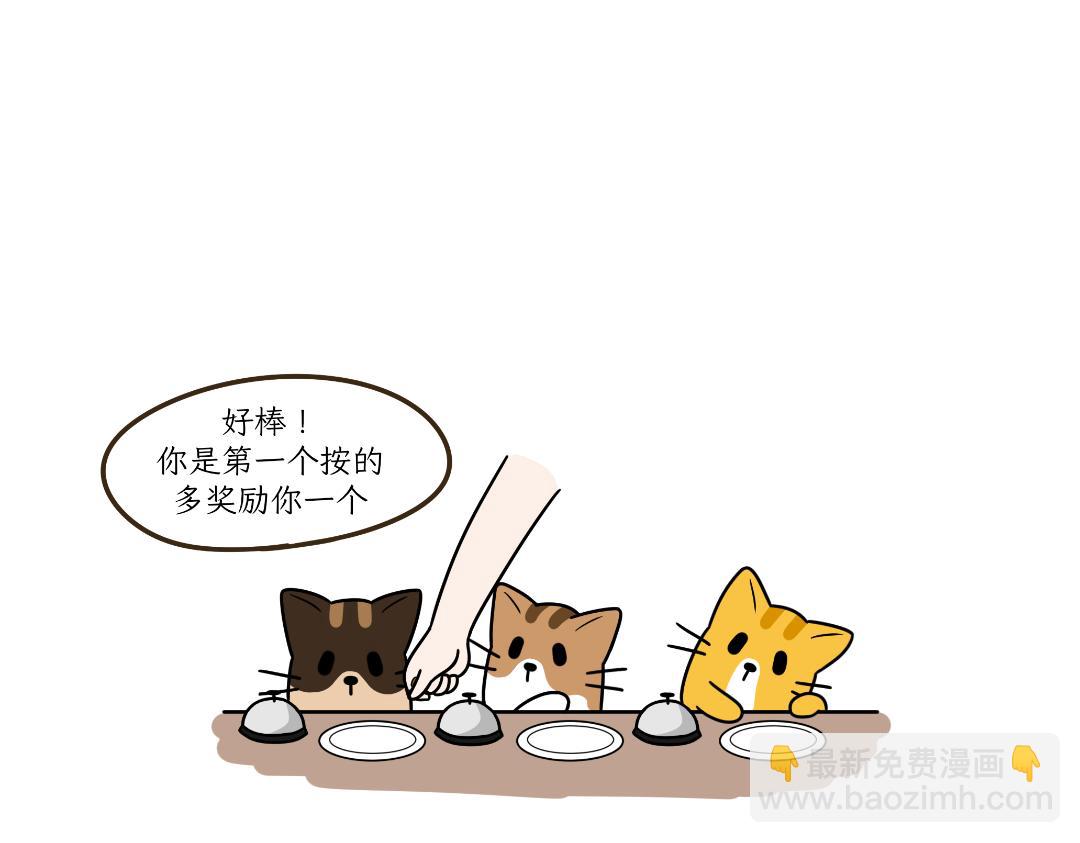 吐司貓咪POUNDCAT - 多貓家庭的日常 - 6