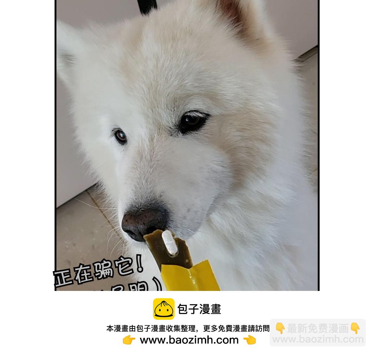 第5话 喂狗狗吃药片的方法(1/2)-第73话