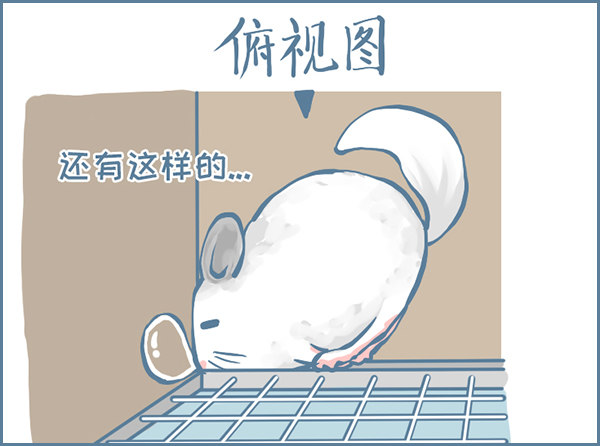 龙猫&ldquo;元宝&rdquo;的故事-3-第335话