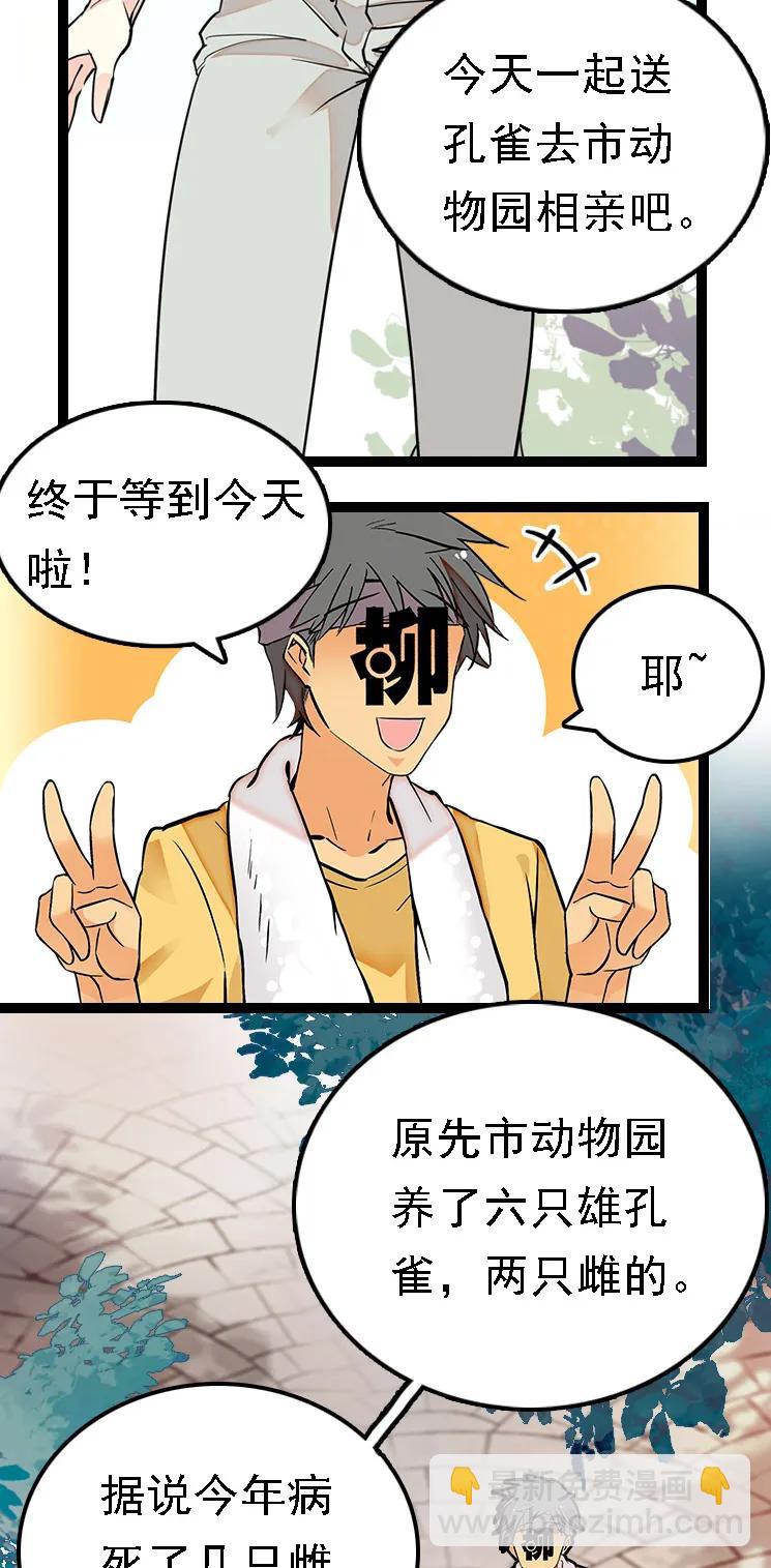 051 孔雀霸王-第51话