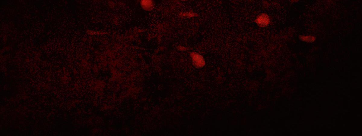 第一章  极光之地(1/2)-第1话