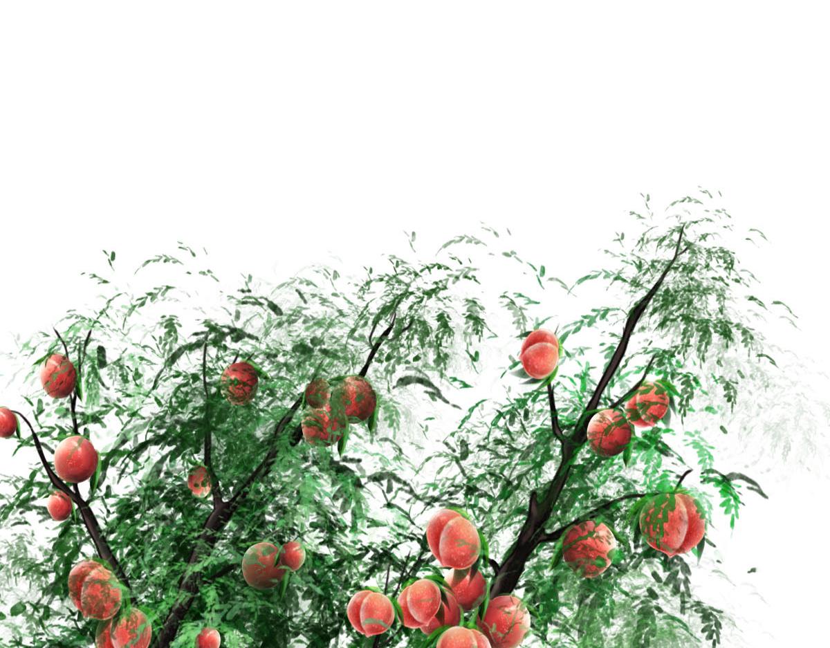 第三十章 水蜜桃树(1/2)-第31话