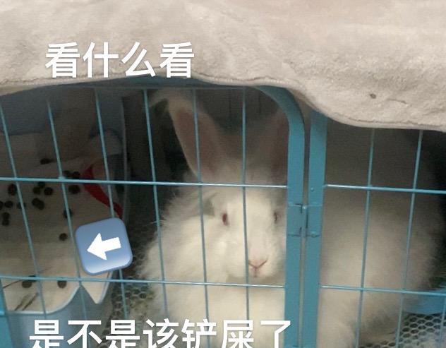 养兔碎碎念1-第9话