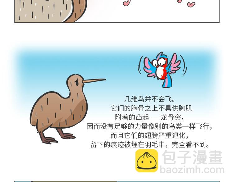 科普番外&mdash;&mdash;新西兰的几维鸟-第21话