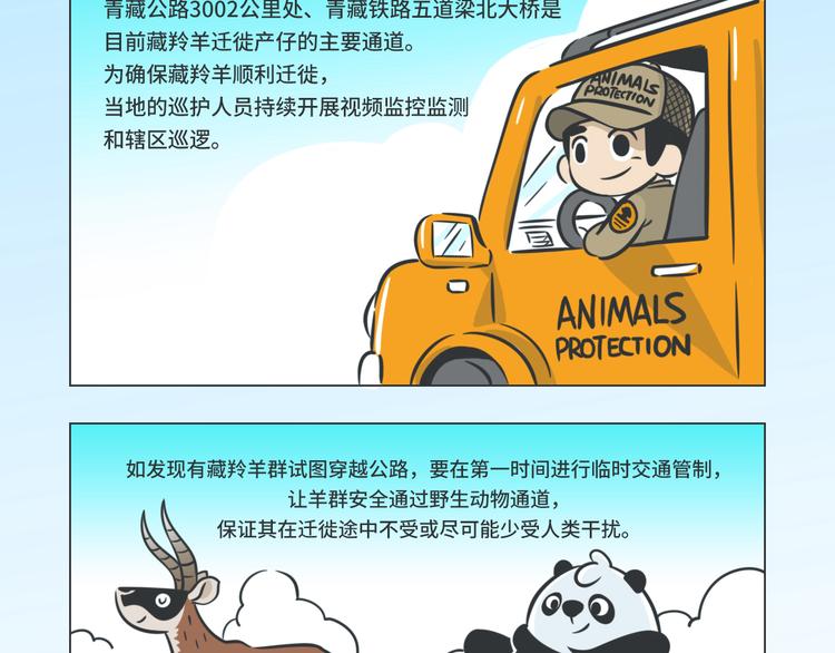 熊貓君&黃逗菌可持續生活志第二季 - 科普番外——藏羚羊的遷徙之旅 - 1