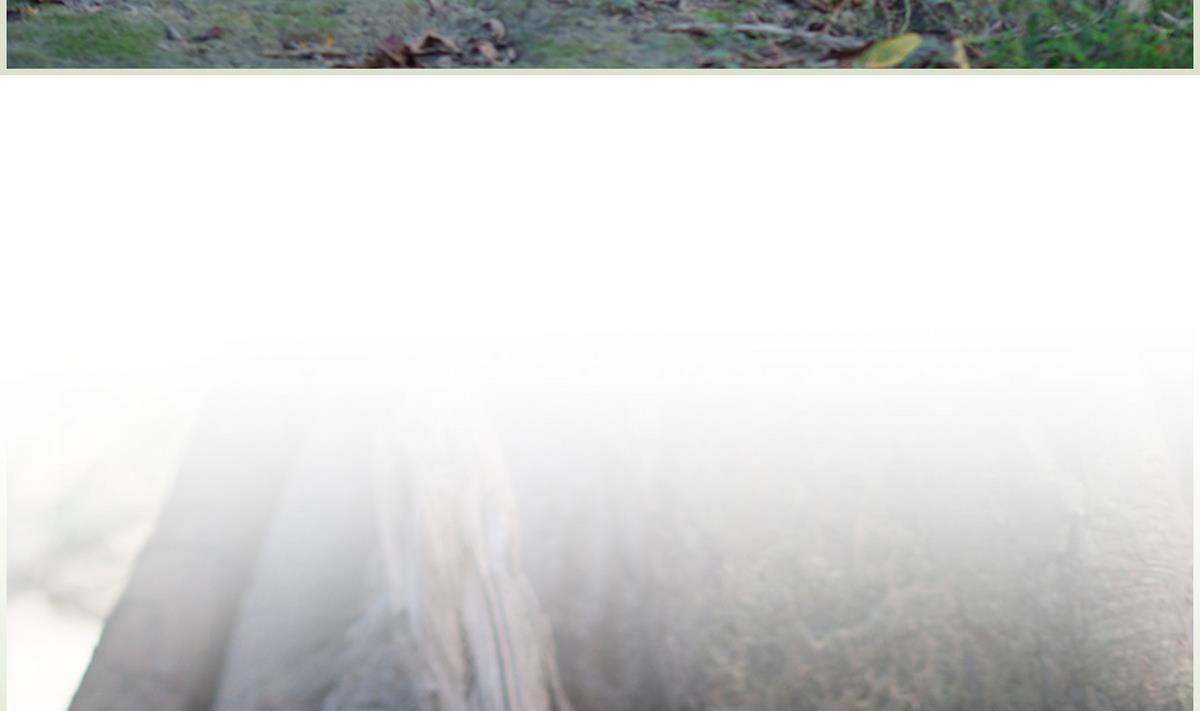 第41话(1/2)-第41话