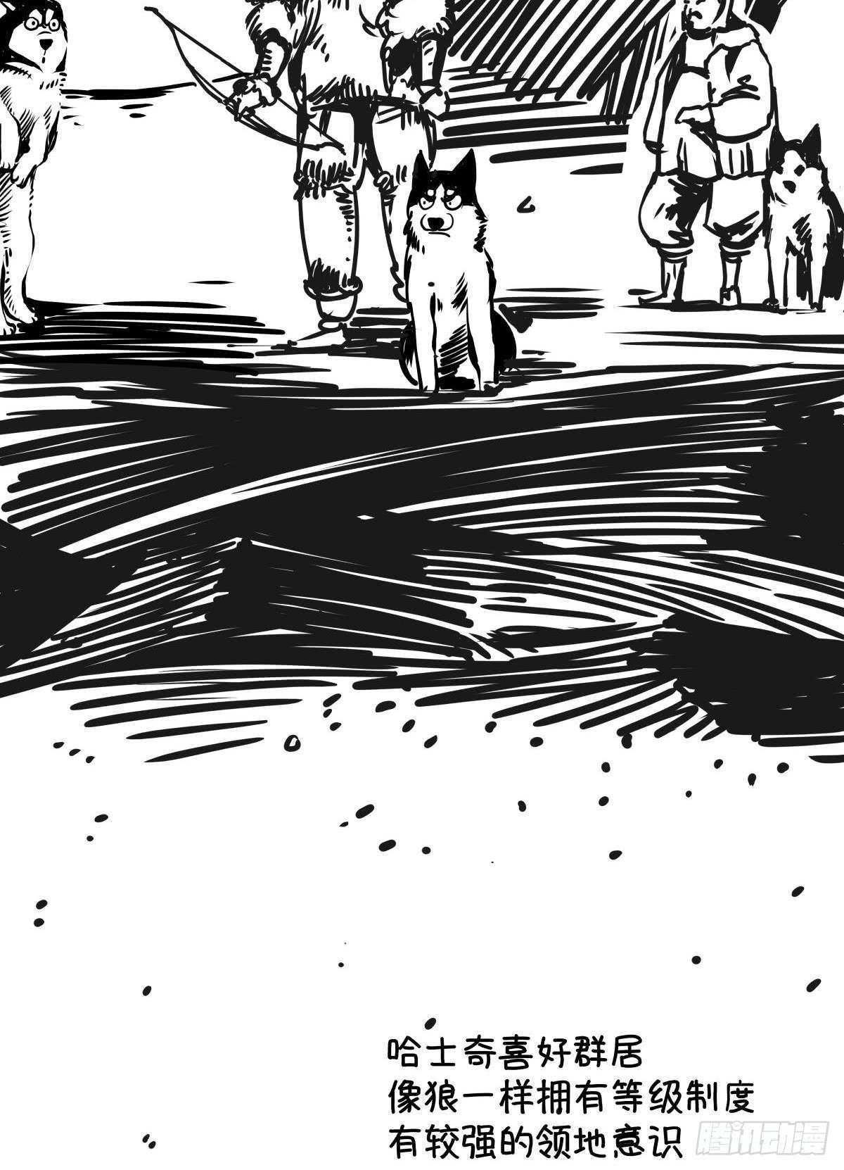 家里有矿啊，敢养哈士奇？(1/3)-第39话