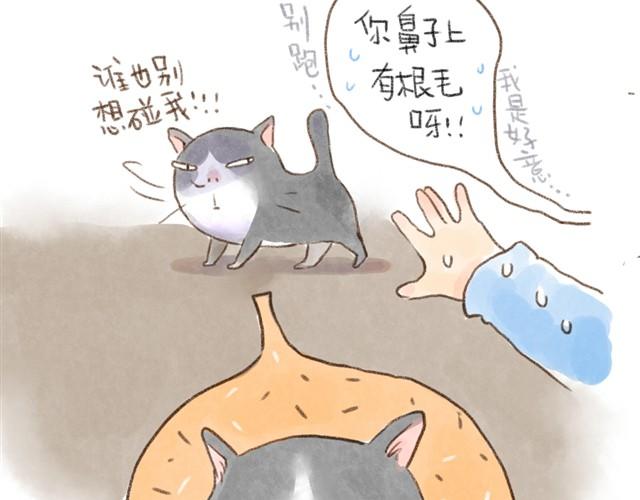夏天的猫，脾气似乎也和温度一样-第13话
