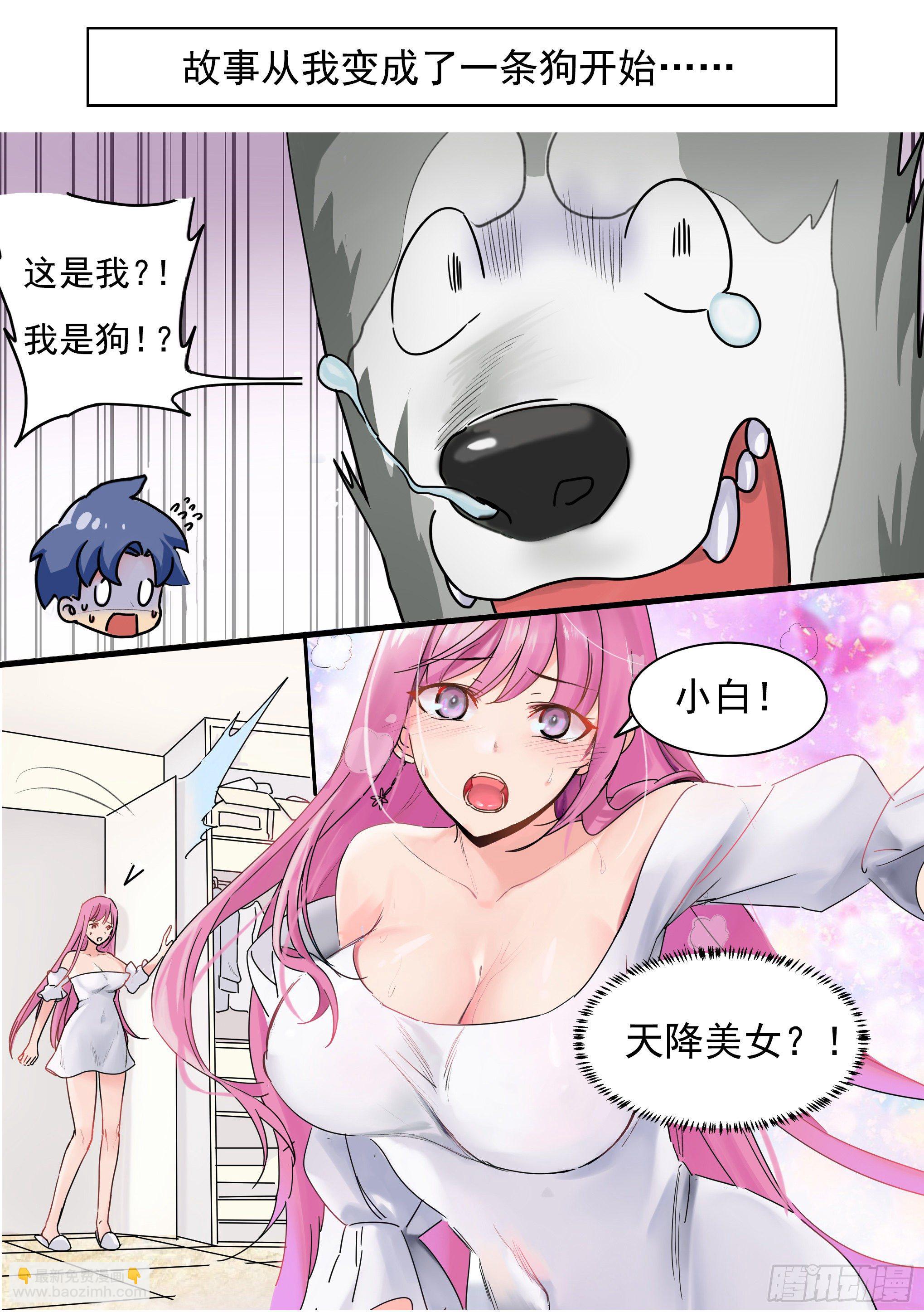 直播：女神家的哈士奇天秀 - 預告 - 2