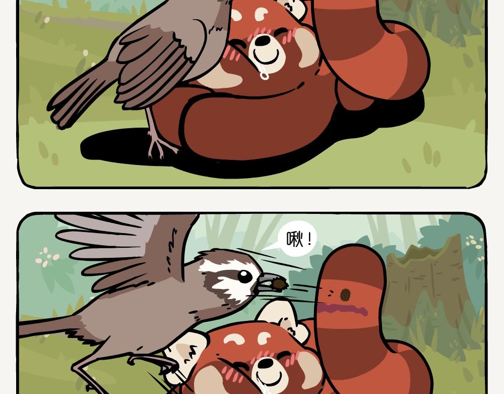 第41话 白颊噪鹛-第41话